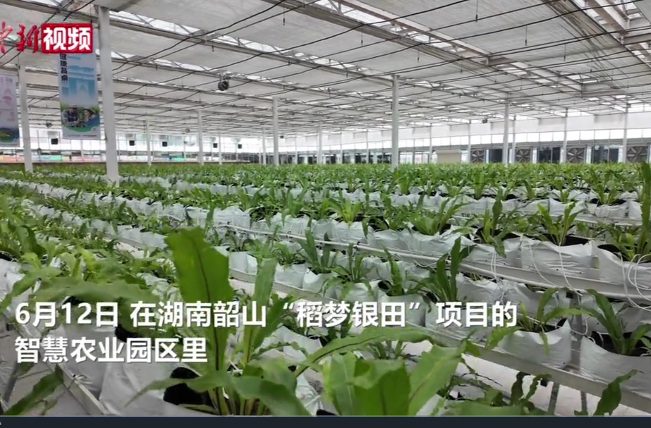 台资企业扎根韶山 两岸团队携手深耕现代农业
