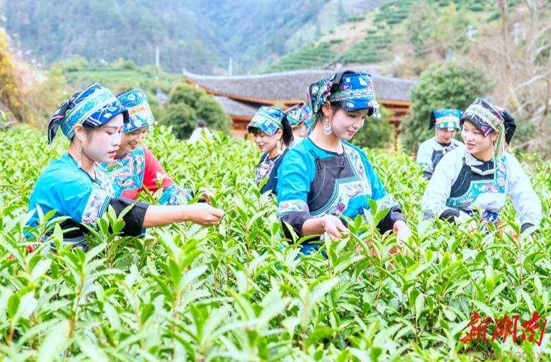 保靖县——“黄金叶”铺富裕路
