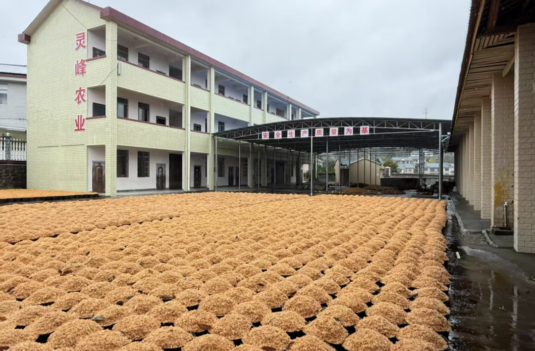 暖心服务赋能成长，洪江市全力助推民营企业天麻产业高质量发展